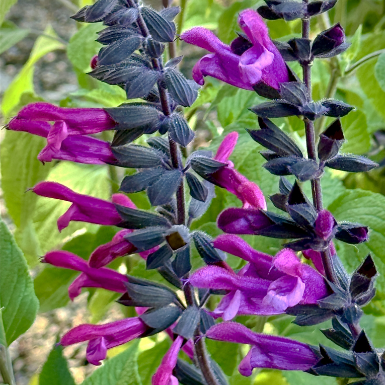 Salvia Sun Kiss 'Cranberry Crush'